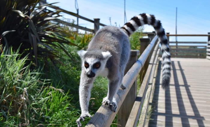Ring Tail Lemur